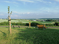 Waldsofa beim Giedenkreuz, in Rittersdorf als Judenkreuz bekannt, gestiftet von Zweirad Hoffmann Bitburg., Bild: EL