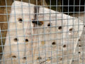 Wildbiene beim Einzug ins Insektenhotel, Bild: MH