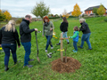 Pflanzen eines Nussbaumes durch den Musikverein RIttersdorf., Bild: SP