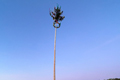 Maibaum auf dem Bildchen., Bild: SP