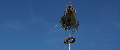 Maibaumaufstellen und Maiwecken