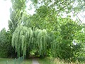 Gigantische Trauerweide an der Nims
24.07.2015