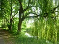 Die Trauerweide, Blick von innen
24.07.2015